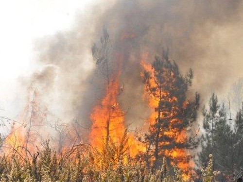 حريق هائل في جبل الكرمل