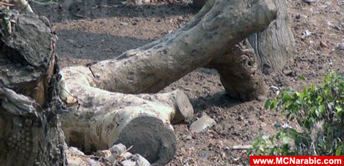 شجرة مريم العذراء بعد اقتلاعها