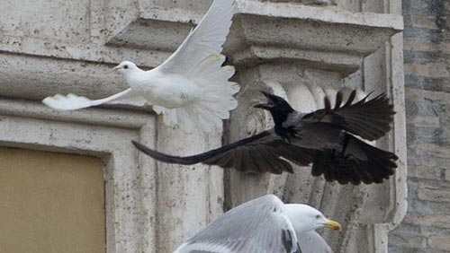 غراب يهاجم حمامة السلام في الفاتيكان