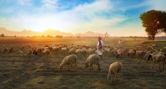 رعاة اسرائيل والراعي الصالح